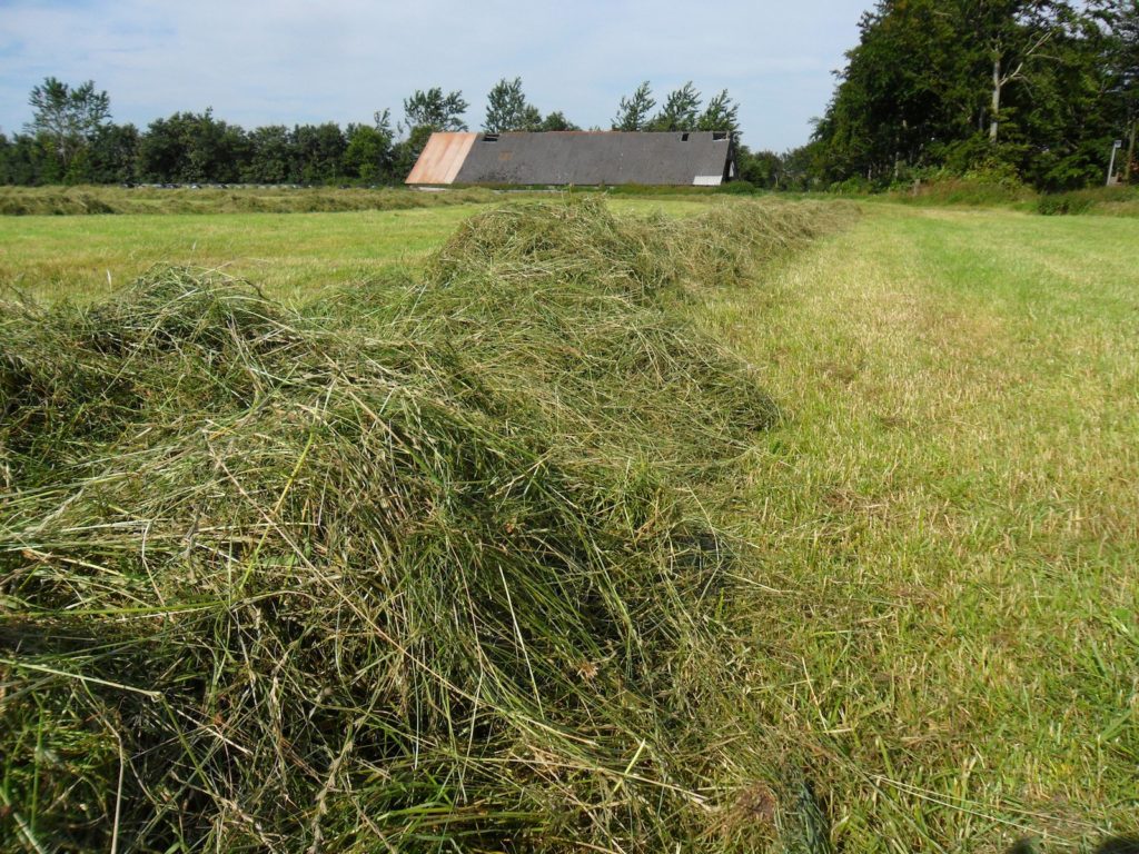 græs1