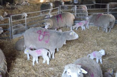 marts