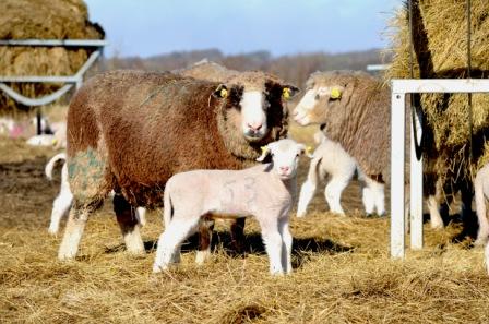 marts1