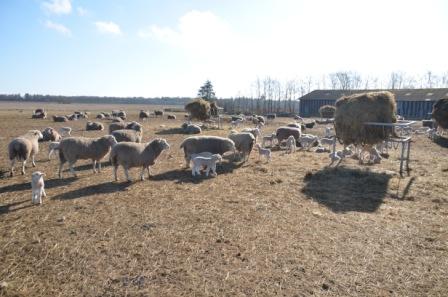 marts3
