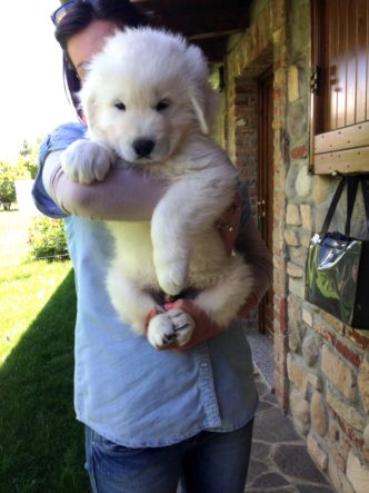 maremma sheepdog