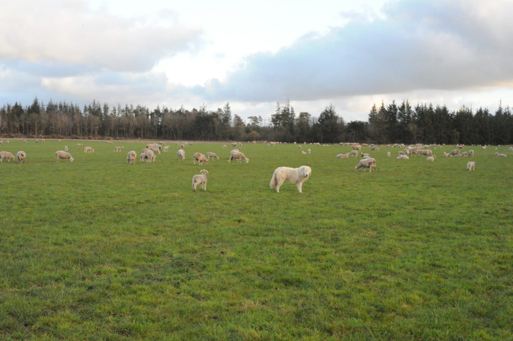 midt april 2015 035