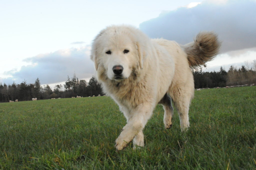 midt april 2015 071