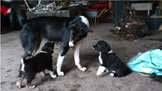 hundehvalpe kopi