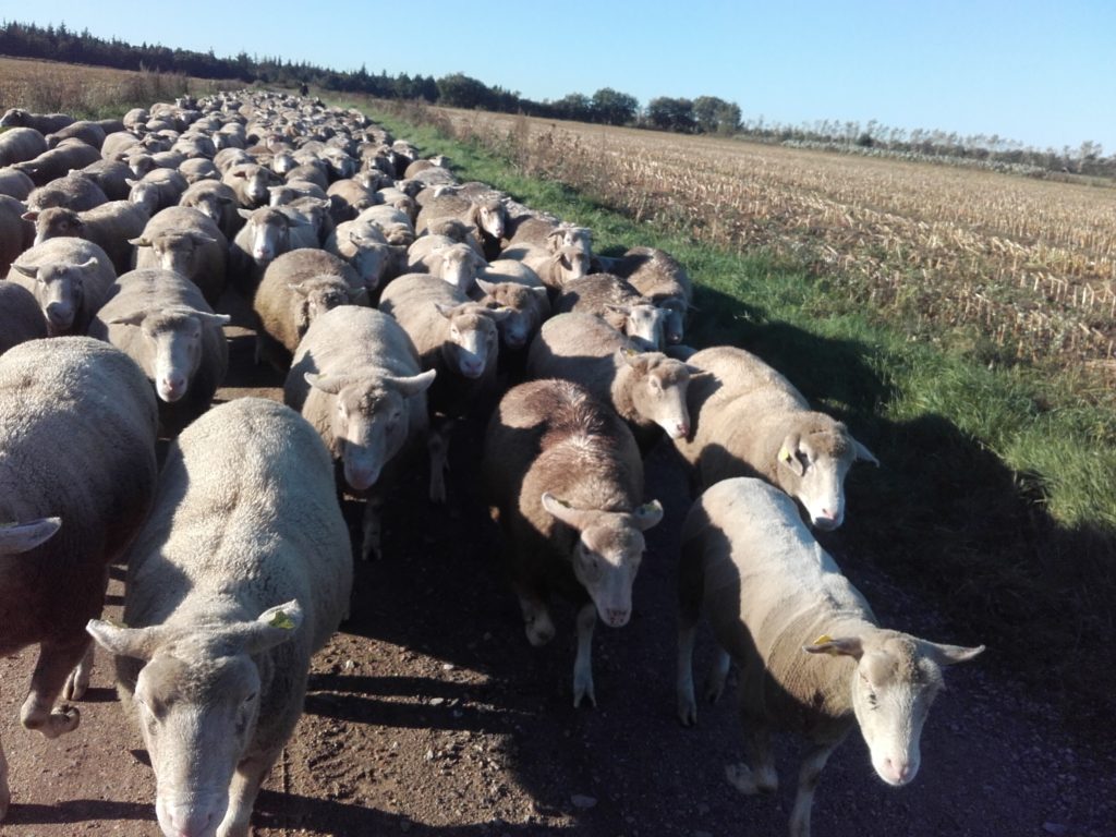 vandretur-oktober-2016