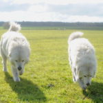 Ida og Dan vogterhunde