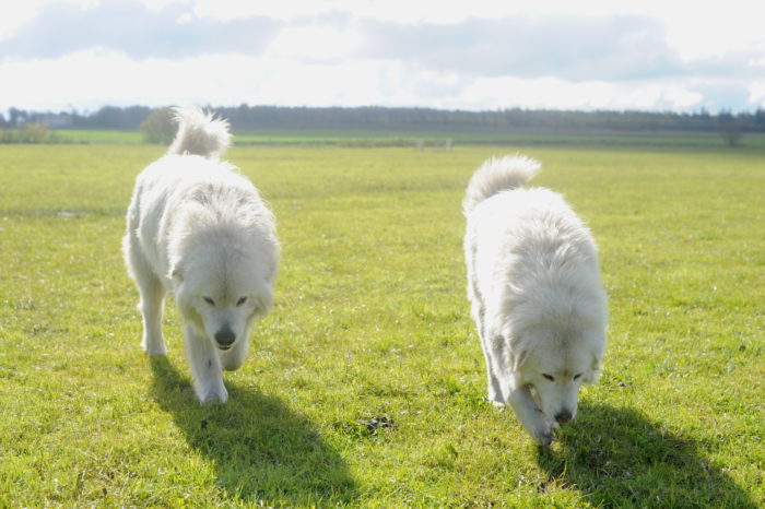 Ida og Dan vogterhunde