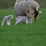Lammene fodres