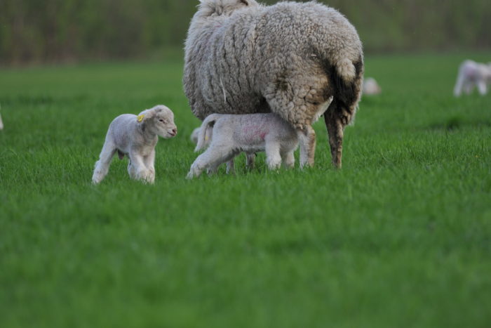 Lammene fodres